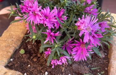 Casa Rosa - Photo 33