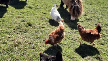 Chez Papi à Lascaux - Foto 4