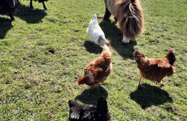 Chez Papi à Lascaux - Foto 4