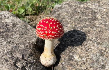 Große Ferienwohnung Hundertwasser am Dreisessel in Altreichenau - Foto 46