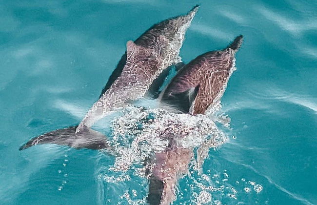 Avistamiento de delfines en Djerba - Foto 4