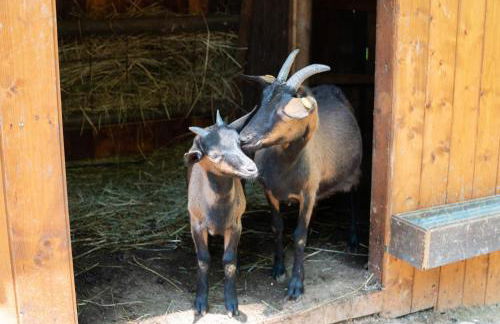 Tenuta Della Casa Wine & Rooms - La Pausa del Collio - Photo 8