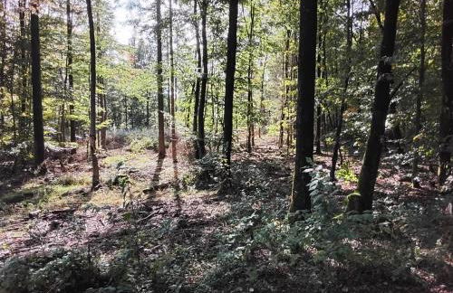 Hochwald Balkon - Foto 47