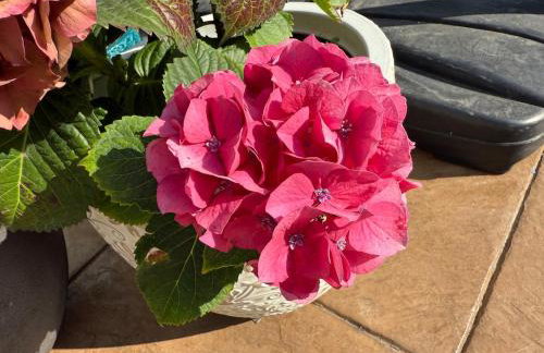 Cute Studio with AC and Backyard - Foto 4