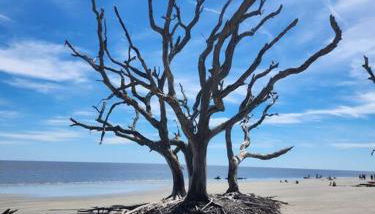 Turtle Tracks B - Foto 5