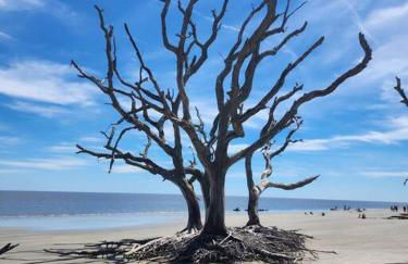 Turtle Tracks B - Foto 5