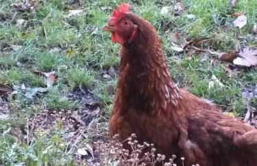 The LITTLE HOUSE in HULL - Foto 59