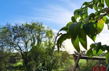 Monte Horta da Velhinha - Foto 16