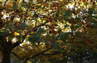 Rezydencja Pod Platanem - Photo 57