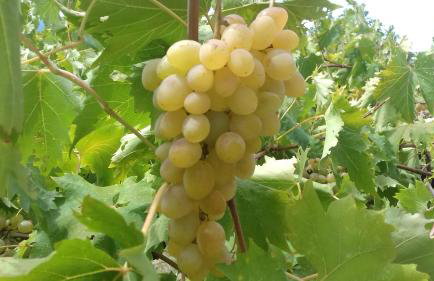 Villa Marija Podgora - Photo 8