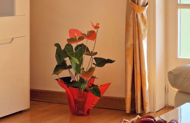 Beach Apartments Montesan - Foto 80