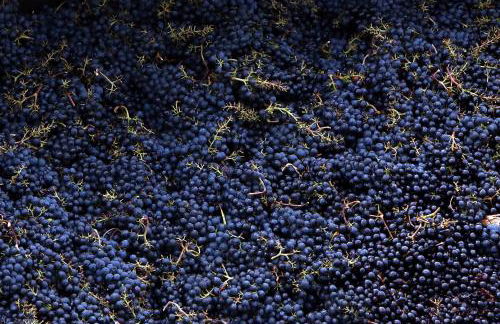 Castello La Leccia - Foto 55