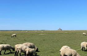 Sunset Family Guesthouse Mont Saint Michel - Foto 5