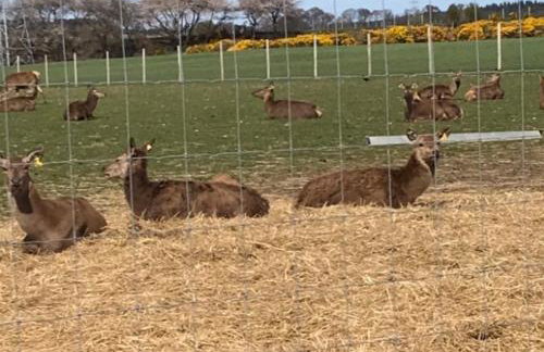 Lovely 1-bed House in Fochabers, Scotland - Foto 33