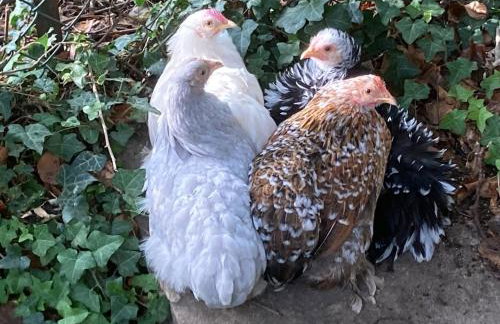 Gertys Getaway - Foto 13