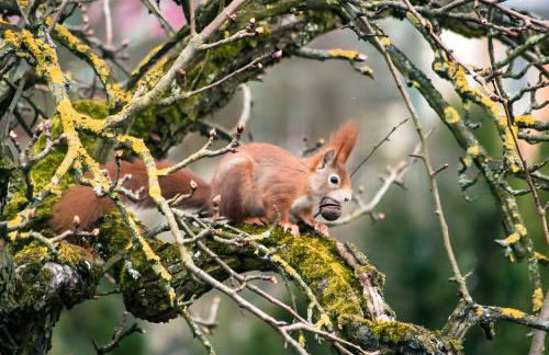 Ferienwohnungen Im Försterhaus - Foto 10