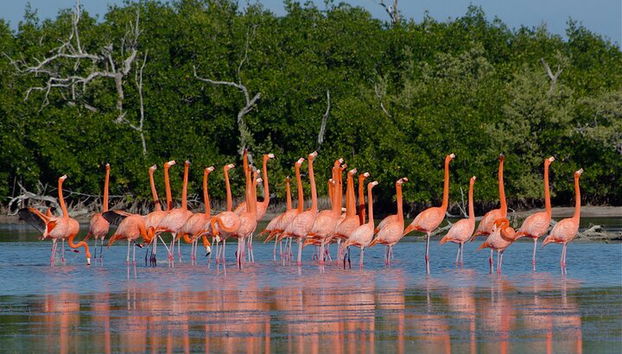 Private Las Coloradas und Ria Lagartos Tour - Foto 5