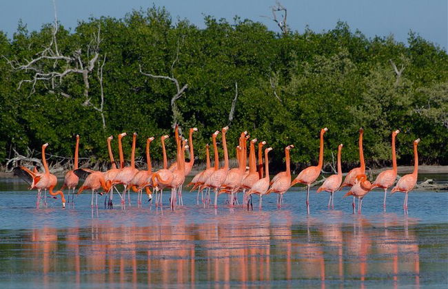 Private Las Coloradas und Ria Lagartos Tour - Foto 5