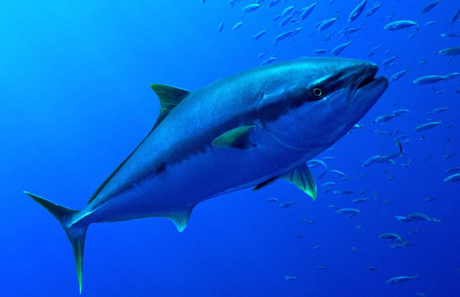 Nadar com atuns em L'Ametlla de Mar - Foto 6