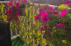 Jungle Sunshine Apartment - Foto 64