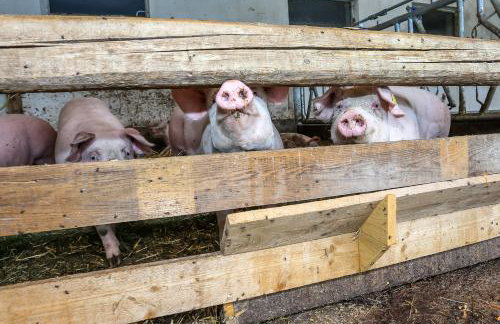 Obermoserhof - Foto 27