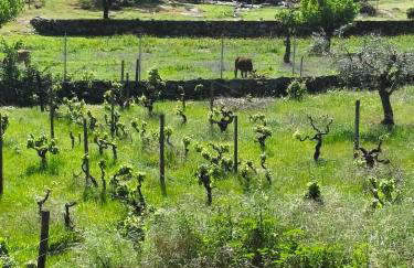 Tapada das Carvalhas - Foto 35