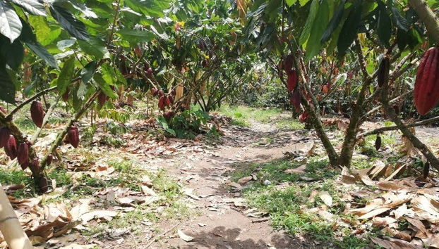 Cacao plants