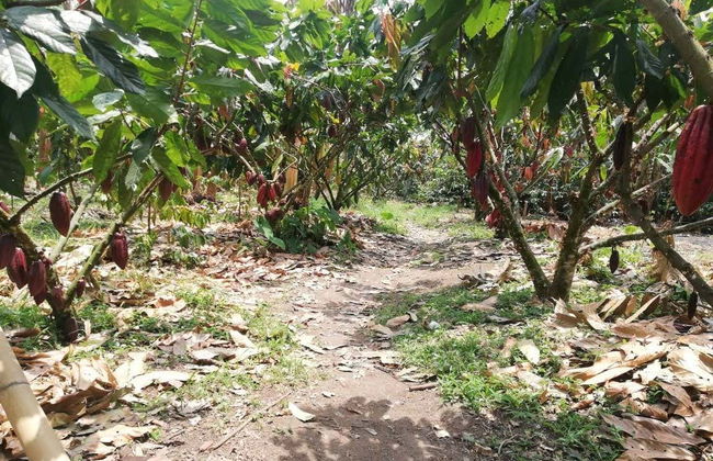 Finca El Argel Cacao Tour - Photo 5