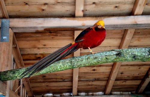Ferienwohnung Goldfasan - Foto 35