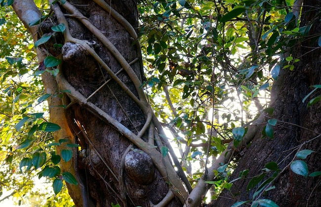 Khaama Kethna Wellbeing Retreat Centre - Foto 77