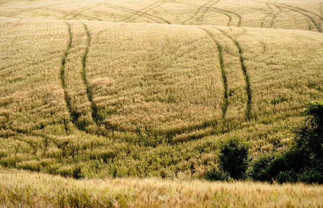 Agriturismo Casa Greppo - Il Noce - Foto 59