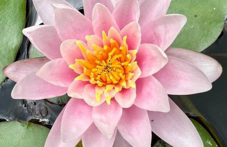 Gîte 2 "Le Tilia " aux magnolias 3 étoiles - Foto 34