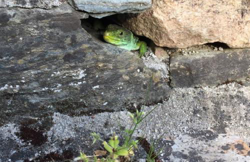 O Muíño da Balsiña - Foto 32