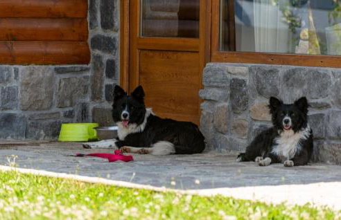 Pet Friendly Home In Debelo Brdo With Sauna - Photo 18