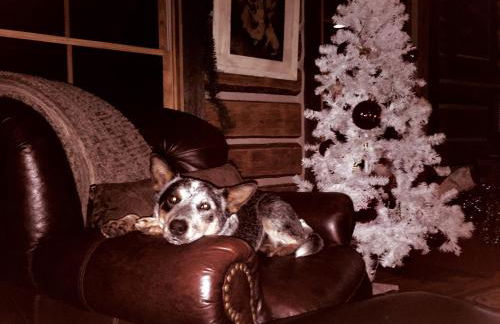 Schoolhouse Cabin - Foto 24