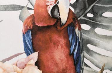 Apartament Pod Papugami w Porto Łeba - Foto 1