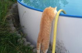 Ferienhaus Elke - Foto 24