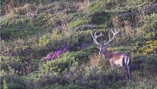 Casa rural La Bárcena Saja - Foto 4