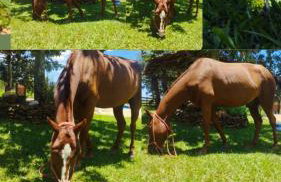 Recanto do Baru - Foto 7