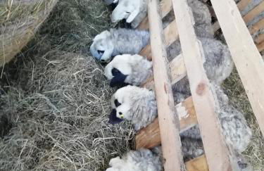 AGRITURISMO MASO PERTENER -adults friendly- - Foto 77