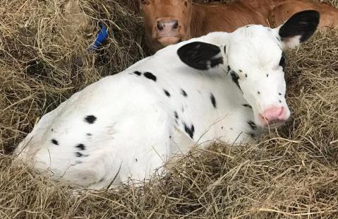 Szyszkowy Domek - Foto 34