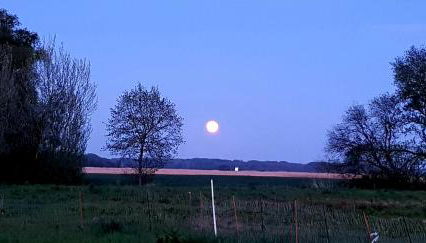 Ferienwohnung Thees - Foto 2