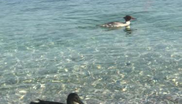 Corte Cardo - Foto 2