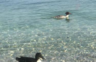 Corte Cardo - Foto 2