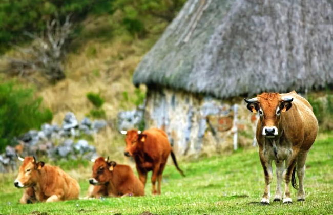 Gran Hotel Rural Cela - Foto 32