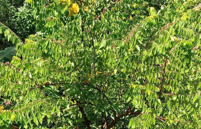 Berkey's Jungle Paradise - Photo 55