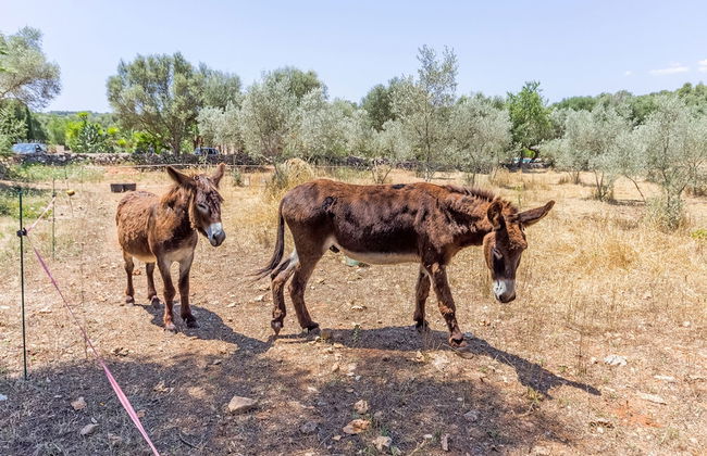 Can Pina - Adults Only Eco Groc - Photo 25