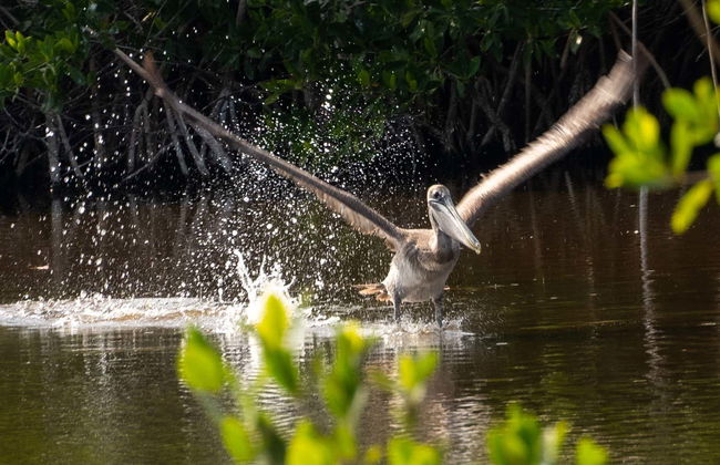Paseo en barco por los manglares de Río Lagartos - Foto 1