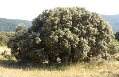 MOLINO DOLZ - Foto 43