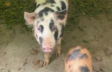 Hotel Fazenda Bonanza - Foto 61